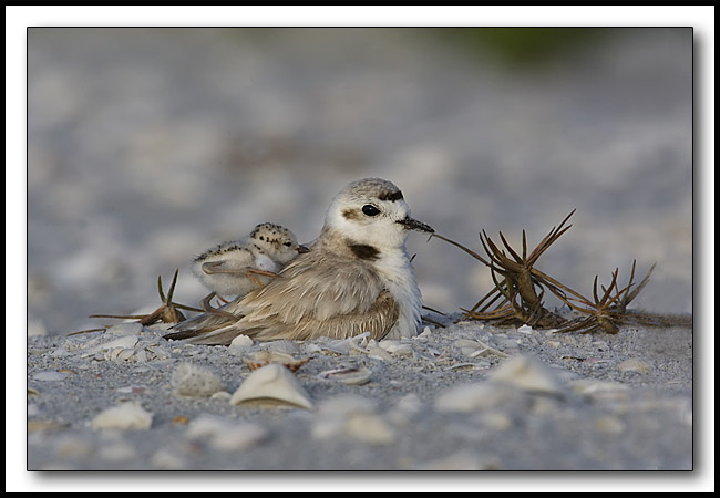 Snowy Plover (Charadrinus alexandrinus) on nest with a chick that is only a few hours old._Copyright John Cornell