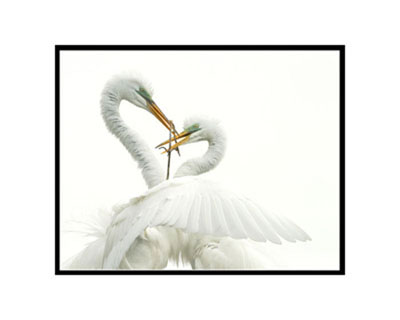 Great Egret (Ardea alba) the male bird has just brought a stick back to the nest during the breeding season as part of the nest building and bonding process.