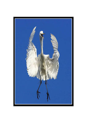 Great Egret Jump for Joy