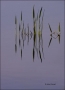 Sunrise;Everglades;Grass-and-Water;Reflection