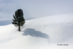 Scenic;Snow;Tree;Winter-Yellowstone-National-Park;Yellowstone-National-Park;Yell