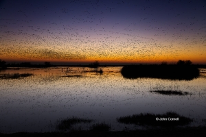 Marsh;Merced-National-Wildlife-Refuge;Red-Sky;Reflection;Rosss-Goose;Scenic;Snow