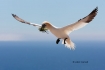 Flying-Bird;Gannet;Morus-bassanus;Nest;Nesting;Nesting-Bird;Northern-Gannet;acti