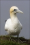 Gannet;Northern-Gannet;Morus-bassanus;one-animal;close-up;color-image;photograph