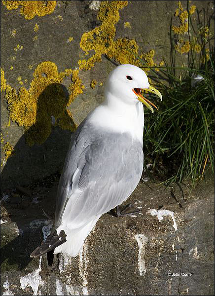 Black-legged Kittiwake;Kittiwake;Black legged Kittiwake;Rissa tridactyla;one animal;close-up;color image;photography;day;birds;animals in the wild;Newfoundland;outdoors;Wildlife;One;avifauna;bird;feather;feathered;feathers;nature;outdoor;wild;wilderness;wildlife;color photograph;natural