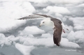 Flying-Bird;Gull;Hokkaido;Japan;Larus-schistisagus;Pack-Ice;Sea-of-Okhotsk;Slaty
