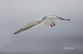 Flying-Bird;Glaucous-winged-Gull;Gull;Hokkaido;Japan;Larus-glaucescens;Pack-Ice;