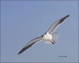 Glaucous-winged-Gull;Gull;Larus-glaucescens;Japan;One;one-animal;avifauna;bird;b