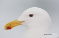 Gull;Larus-glaucescens;Japan;One;one-animal;avifauna;bird;birds;feather;feathere