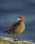Heermanns-Gull;Gull;Juvenile;California;Larus-heermanni;one-animal;close-up;colo