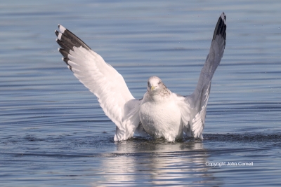 Larus-occidentalis;Western-Gulll;wing-flaap;one-bird