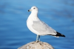 Animals-in-the-Wild;Blue-Water;Gull;Larus-delawarensis;Ring-billed-Gull;Seabird;