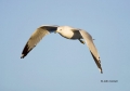 Southwest-USA;Gull;Flight;Ring-billed-Gull;Larus-delawarensis;Flying-bird;One-an