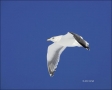 Glaucous-Gull;Larus-hyperboreous;Gulli;portrait;one-animal;close-up;color-image;