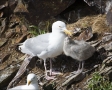 Chick;Gull;Herring-Gull;Larus-argentatus;feeding-behavior;Two-animals;close-up;c