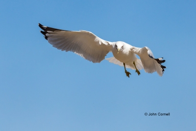 Flying-Bird;Gull;Larus-delawarensis;Photography;Ring-billed-Gull;action;active;a