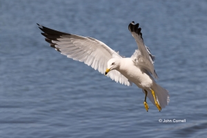 Gull;Larus-delawarensis;Ring-billed-Gull;flight,-action,-active,-aloft,-behavior