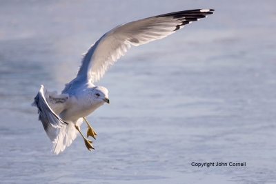 California-Gull;Gull;Larus-californicus;Larus-delawarensis;Ring-billed-Gull;flig
