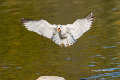 Flying-Bird;Gull;Larus-delawarensis;Photography;Ring-billed-Gull;action;active;a