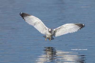 Flying-Bird;Gull;Larus-delawarensis;Photography;Ring-billed-Gull;action;active;a