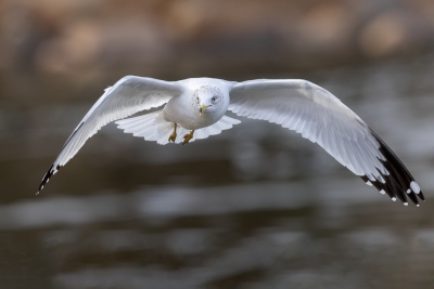Flying-Bird;Gull;Larus-delawarensis;Photography;Ring-billed-Gull;action;active;a