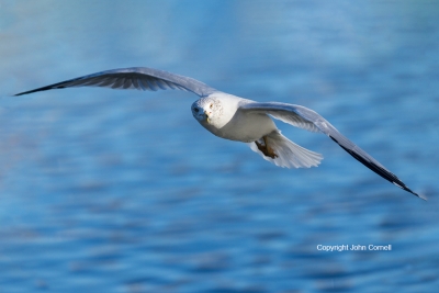 Flying-Bird;Gull;Larus-delawarensis;Photography;Ring-billed-Gull;action;active;a