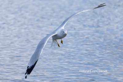 Flying-Bird;Gull;Larus-delawarensis;Photography;Ring-billed-Gull;action;active;a