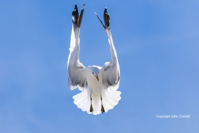 Flying-Bird;Gull;Larus-delawarensis;Photography;Ring-billed-Gull;action;active;a
