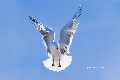 Flying-Bird;Gull;Larus-delawarensis;Photography;Ring-billed-Gull;action;active;a