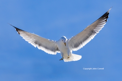Flying-Bird;Gull;Larus-delawarensis;Photography;Ring-billed-Gull;action;active;a