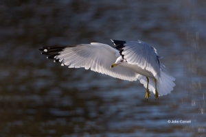 Gull;Larus-delawarensis;Ring-billed-Gull,-action,-active,-aloft,-avifauna,-behav