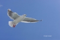 Larus-schistisagus;Gull;Slaty-backed-Gull;Flying-bird;action;aloft;behavior;flig