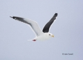 Slaty-backed-Gull;Larus-schistisagus;Gull;Flying-bird;action;aloft;behavior;flig