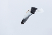 Animals-in-the-Wild;Flying-Bird;Gull;Japan;Larus-schistisagus;Photography;Sea-of