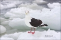 Slaty-backed-Gull;Larus-schistisagus;Gull;One;one-animal;avifauna;bird;birds;fea