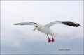 Slaty-backed-Gull;Larus-schistisagus;Gull;Japan;Sea-of-Okhotsk;Flying-Bird;actio
