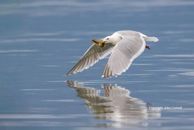 Flying-Bird;Landing;Larus-occidentalis;Photography;Prey;Reflection;Western-Gull;