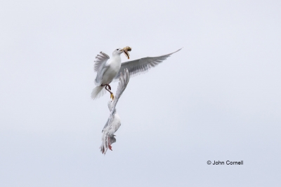 Flying-Bird;Larus-occidentalis;Photography;Western-Gulll;action;active;aloft;bat