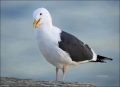 Gull;one-animal;close-up;color-image;photography;day;outdoors-Wildlife;birds;ani