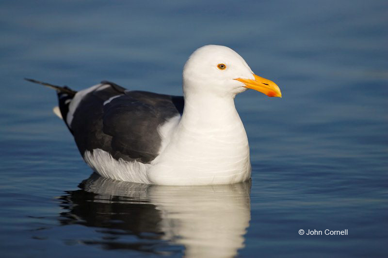 Southwest USA;Western Gull;Gull;Larus occidentalis;California;one animal;close-up;color image;photography;day;outdoors. Wildlife;birds;animals in the wild;avifauna;feathered;feathers;wilderness;perch;perching;watch;portrait;eye;nature;wild;looking;perched;watchful