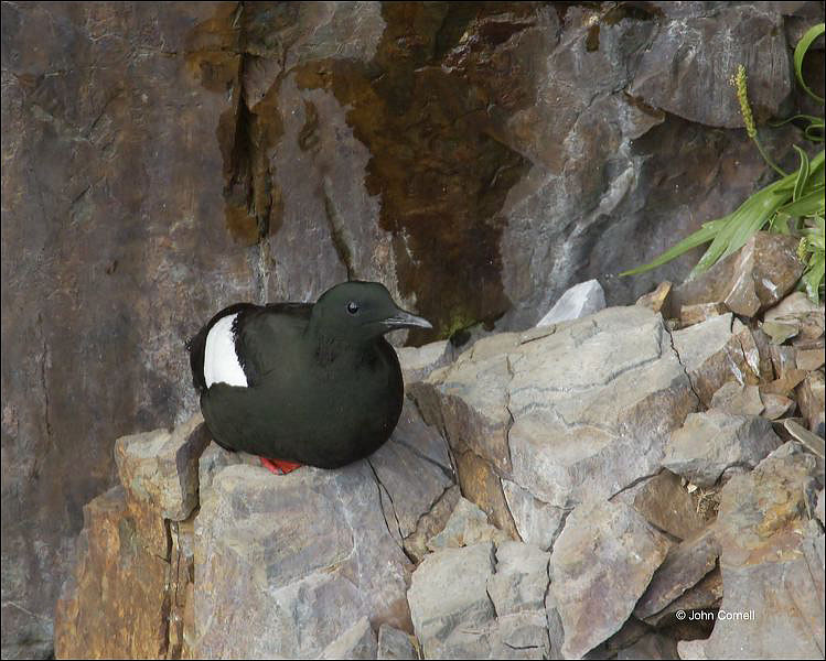 Black Guillemot;Guillemot;Cepphus grylle;one animal;close-up;color image;nobody;photography;day;birds;animals in the wild;Newfoundland;outdoors;Wildlife