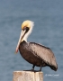 Brown-Pelican;Pelican;Pelecanus-occidentalis;One;one-animal;avifauna;bird;birds;