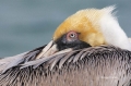 Brown-Pelican;Pelican;Pelecanus-occidentalis;Sleeping;One;one-animal;avifauna;bi