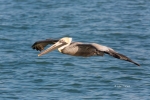 Brown-Pelican;Flying-Bird;One;Pelecanus-occidentalis;Pelican;Photography;action;