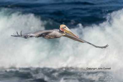 Brown-Pelican;Flying-Bird;Pelecanus-occidentalis;Pelican;Photography;action;acti