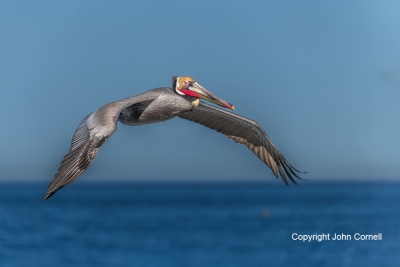 Brown-Pelican;Flying-Bird;Pelecanus-occidentalis;Pelican;Photography;action;acti