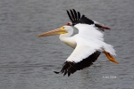 American-White-Pelican;Flying-Bird;Pelecanus-erythrorhynchos;Pelican;Photography