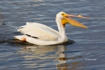 American-White-Pelican;Breeding-Plumage;One;Pelecanus-erythrorhynchos;Pelican;Wh