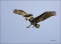 Brown-Pelican;Pelican;Breeding-Plumage;Pelecanus-occidentalis;flying-bird;one-an