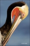 California;Brown-Pelican;Pelican;Southwest-USA;Pelecanus-occidentalis;portrait;o